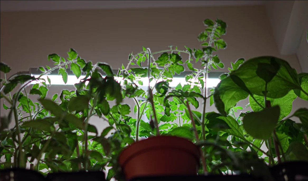 Как продезинфицировать горшки перед посадкой рассады